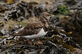 Turnstone